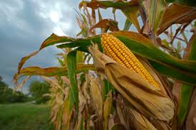 Understanding Fertilizer and Its Essential Role in High-Yielding Crops